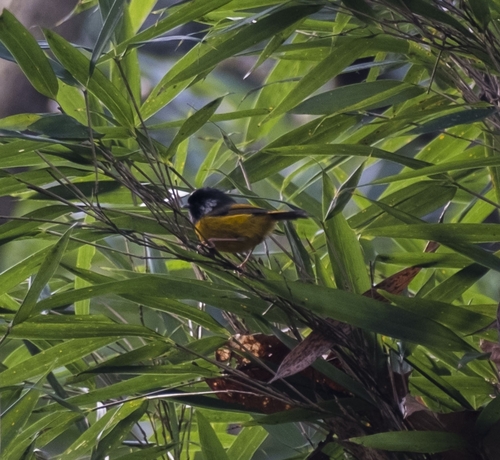 Golden-breasted Fulvetta