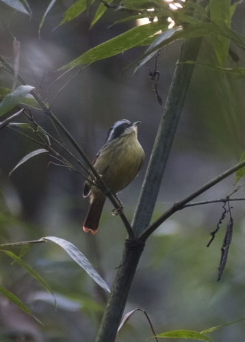Red-tailed Minla