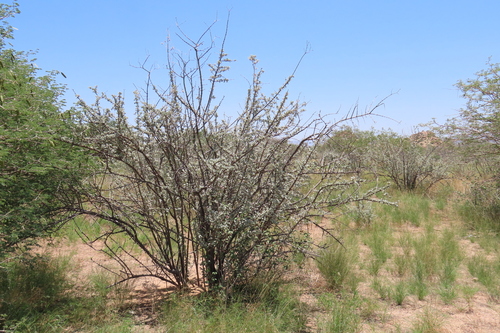 trumpet thorn