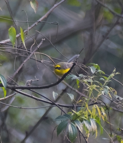 Yellow-bellied Fairy-Fantail