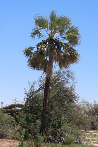 Makalani Palm (Hyphaene petersiana)