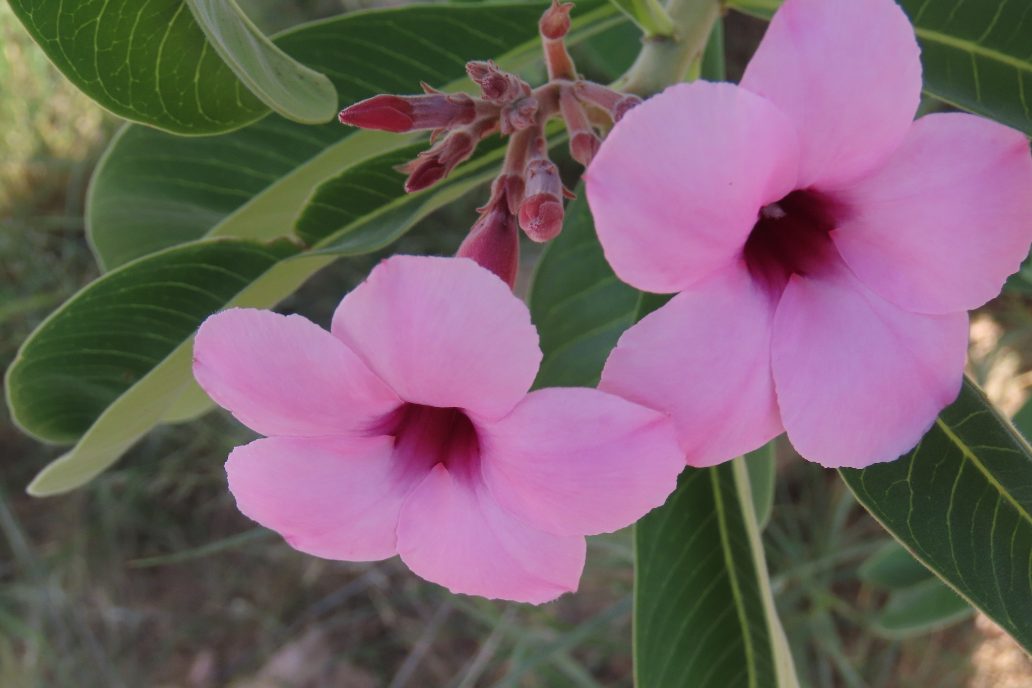 Bushman's Poison (Adenium boehmianum)