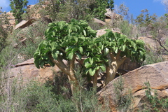 Cyphostemma currorii