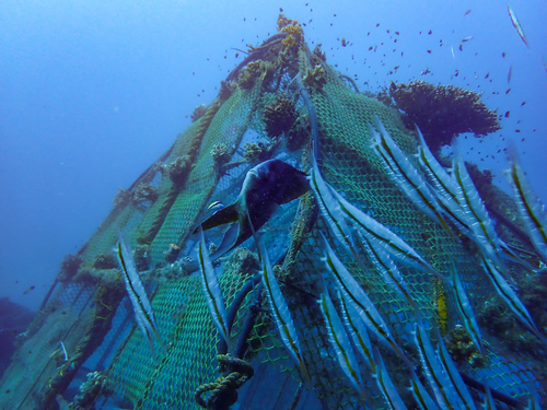 Grooved razorfish (Centriscus scutatus) — Centriscidae