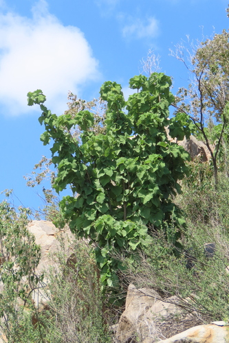 Angola Nettle (Obetia carruthersiana)