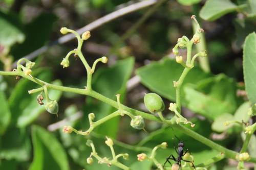 Cyphostemma congestum