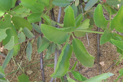 Cyphostemma congestum