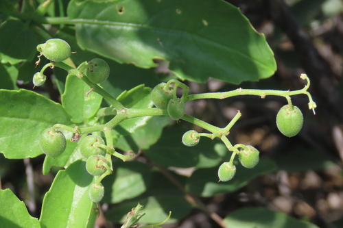 Cyphostemma congestum