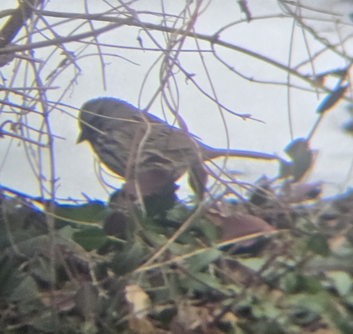 Song Sparrow