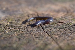 Eurycea multiplicata