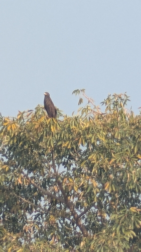 Greater Spotted Eagle