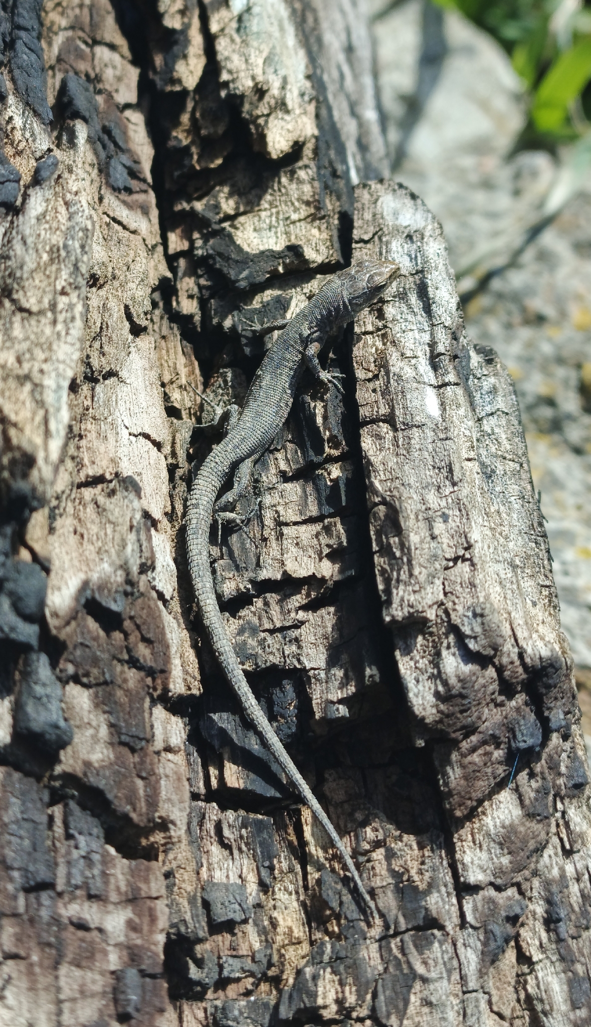 Darevskia arribasi