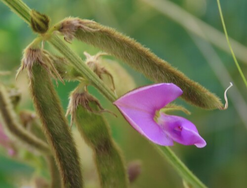 Hoary tephrosia (Tephrosia villosa)
