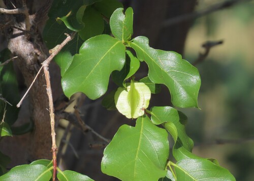 Red Bushwillow (Combretum apiculatum)