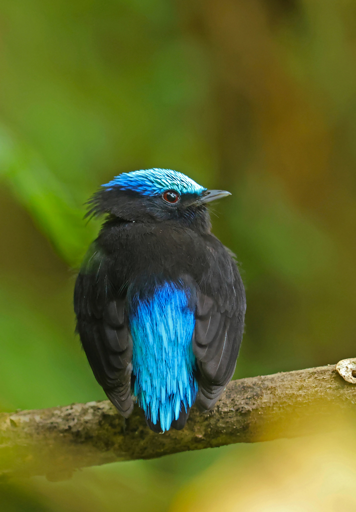 Cerulean-capped Manakin (Lepidothrix coeruleocapilla) photo