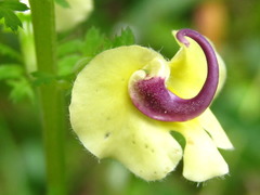 Pedicularis torta