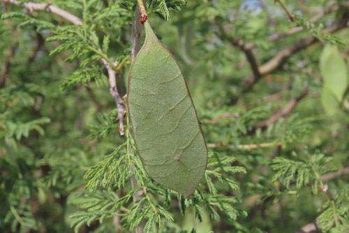 Gum arabic tree