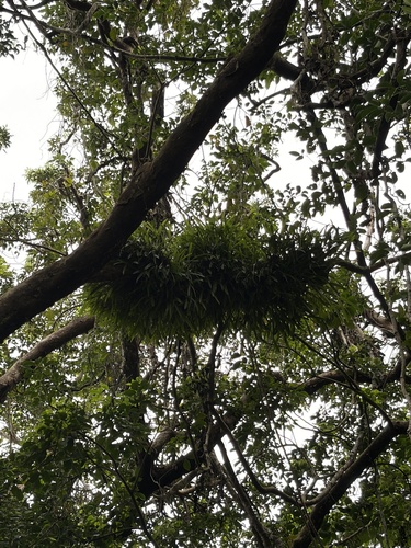 Liparis condylobulbon observed 2026-02-15