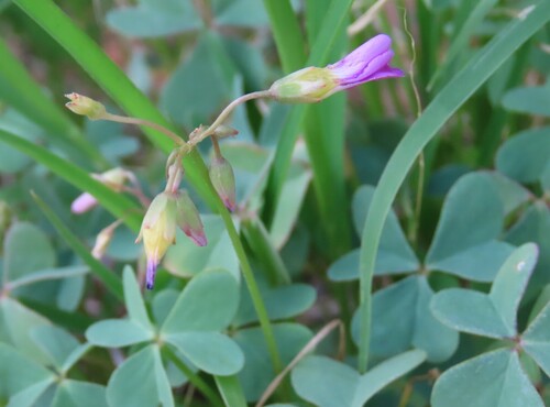 Namibian Sorrel (Oxalis purpurascens)