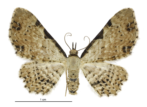 Pasiphila fumipalpata