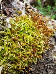 Acrocladium auriculatum