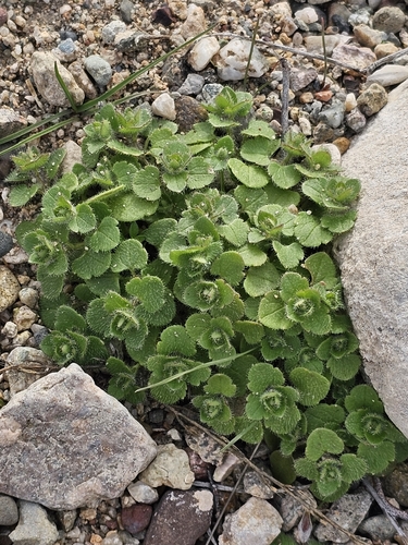 Veronica hederifolia