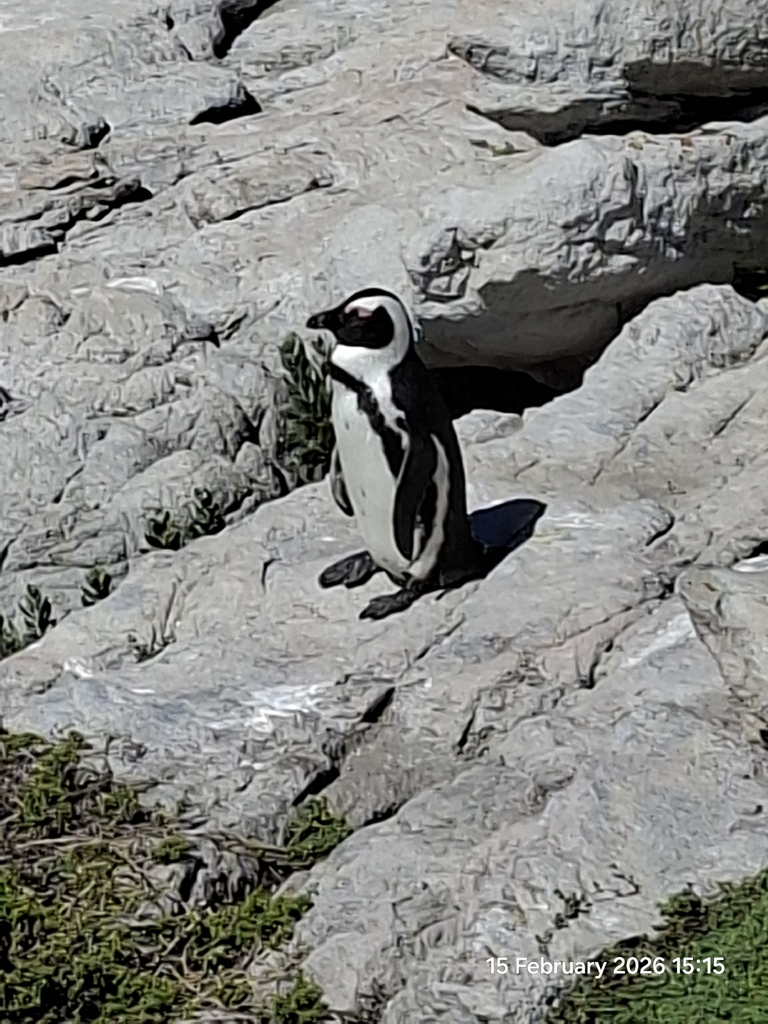 African Penguin (Spheniscus demersus), photo 6