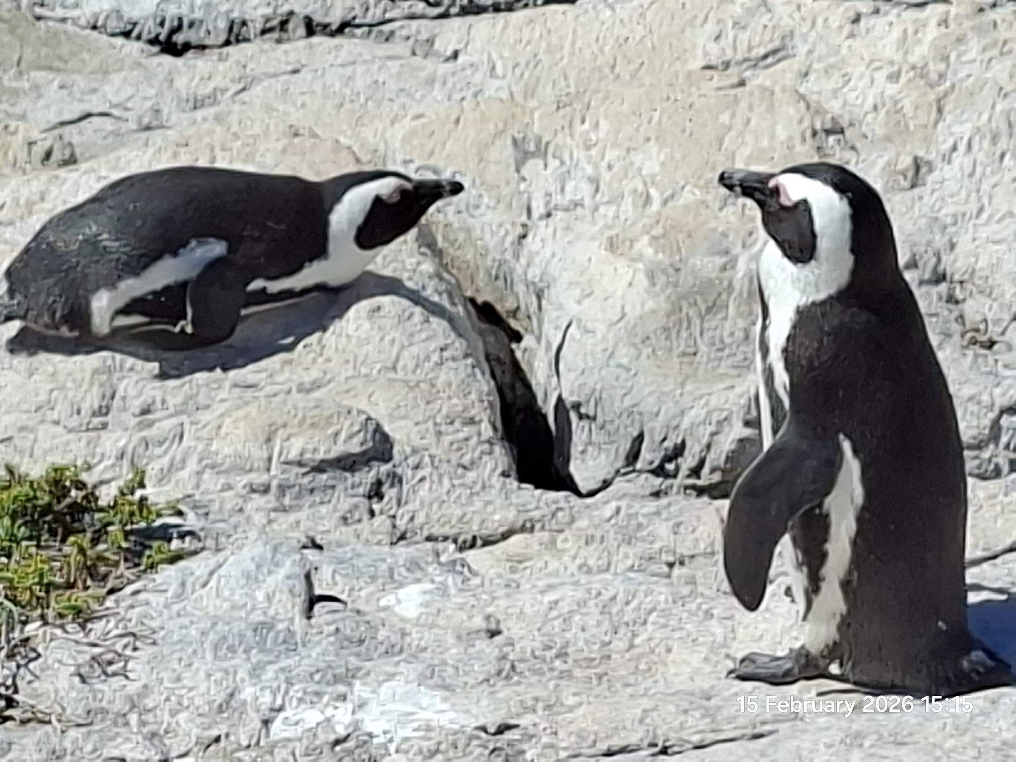 African Penguin (Spheniscus demersus), photo 7