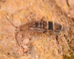 Orchesella celsa