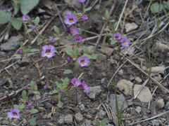 Diplacus torreyi
