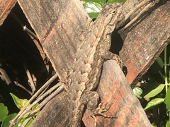Sceloporus occidentalis