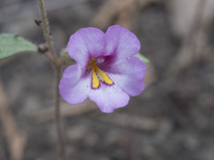 Diplacus torreyi