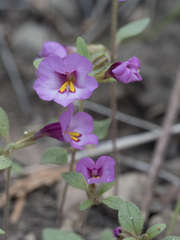 Diplacus torreyi