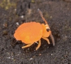 Sminthurinus henshawi