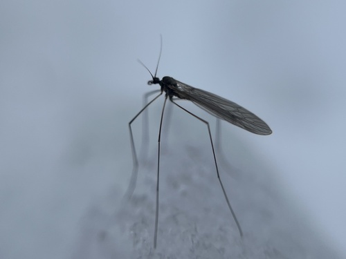Unknown species found near Farmington Ave, Avon, CT, US