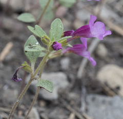 Diplacus torreyi