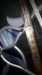 Harmonia axyridis