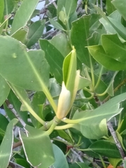 Rhizophora mucronata