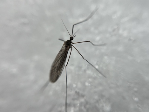 Unknown species found near Farmington Ave, West Hartford, CT, US