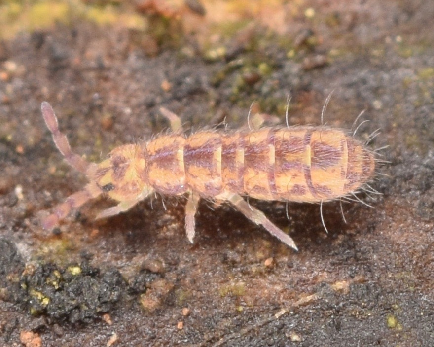 Isotoma delta