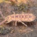 Isotoma delta - Photo (c) skitterbug, algunos derechos reservados (CC BY), subido por skitterbug