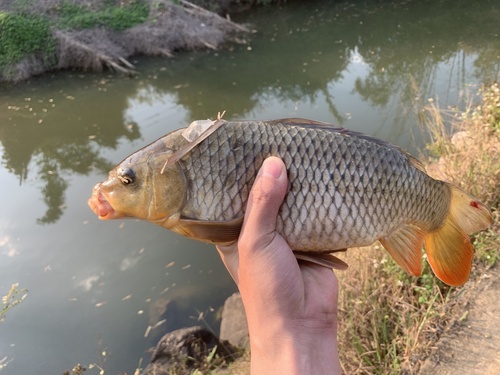 European Carp