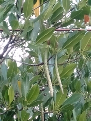 Rhizophora mucronata
