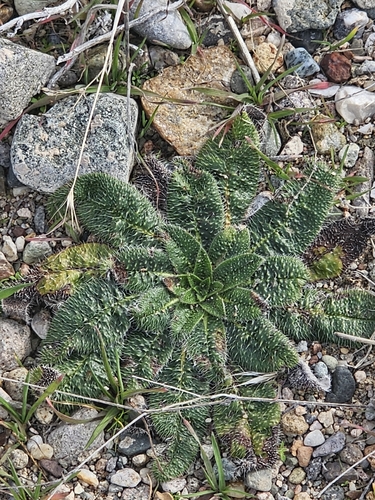 Pale Bugloss