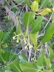 Rhizophora mucronata