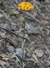 Erysimum capitatum capitatum