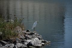 Egretta thula