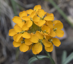 Erysimum capitatum capitatum