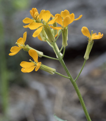 Erysimum capitatum capitatum