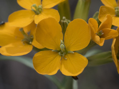 Erysimum capitatum capitatum